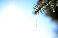 Blue Spruce Detail