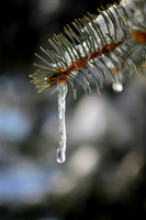 Blue Spruce Detail