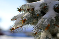 Blue Spruce Detail