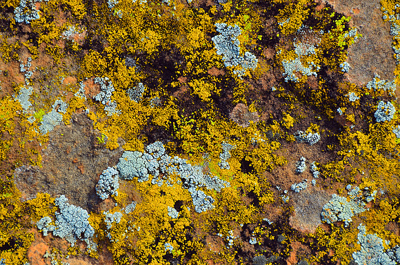 Sandstone Lichen Abstract #4