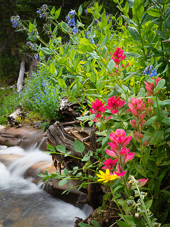 Wildflowers along Michigan River