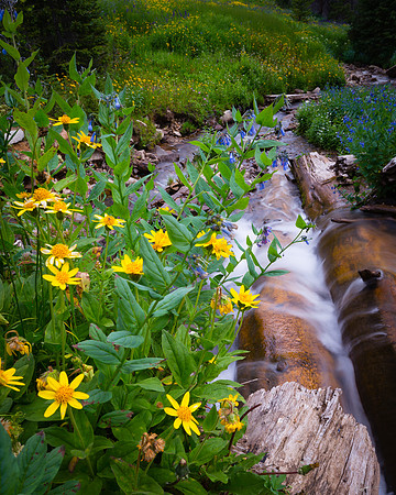 Wildflowers along Michigan River