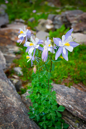 Mirror Lake Columbine