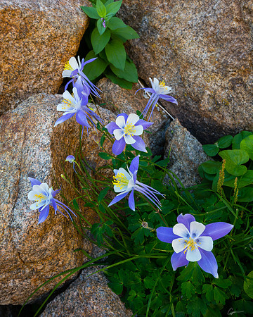 Columbine Near Blue Lake, RMNP
