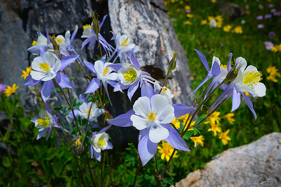 Columbine Near Ptarmigan Lake, RMNP