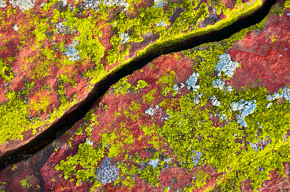 Sandstone Lichen Abstract #2