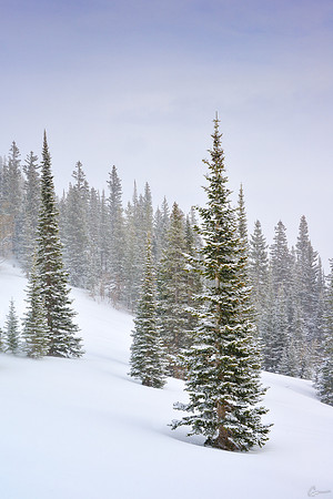 March Snowfall - Rocky Mountain National Park