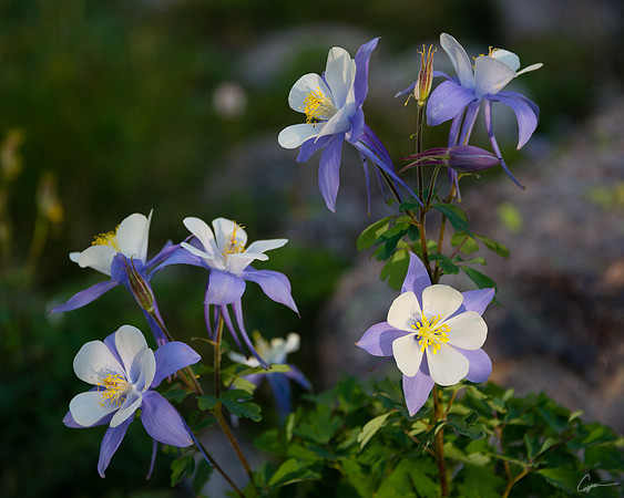 Blue Columbine – Pettingell Lake Area, Rocky Mountain National Park