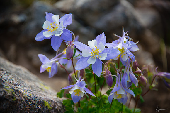 Blue Columbine near Andrews Tarn, RMNP