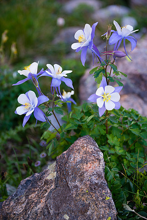Blue Columbine – Pettingell Lake Area, Rocky Mountain National Park