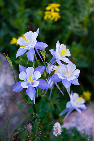 Blue Columbine – Pettingell Lake Area, Rocky Mountain National Park