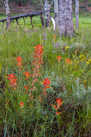 Paintbrush - Upper Beaver Meadows