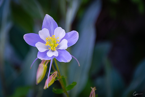 Half Mountain Wildflowers