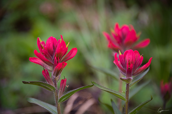 Half Mountain Wildflowers