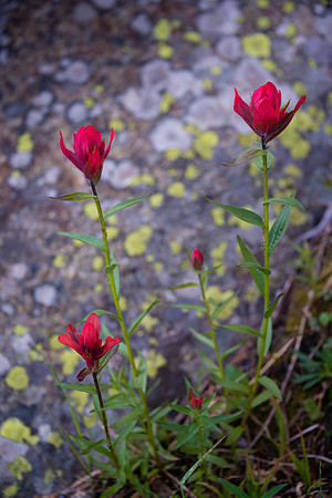 Half Mountain Wildflowers