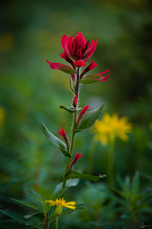 Half Mountain Wildflowers