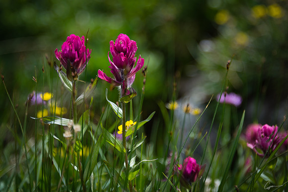 Wildflowers Above Bluebird Lake