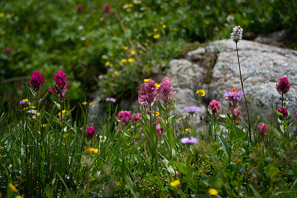 Wildflowers Above Bluebird Lake