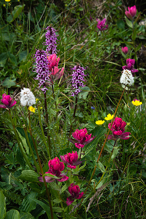 Wildflowers Above Bluebird Lake
