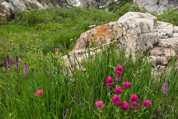 Wildflowers Above Bluebird Lake