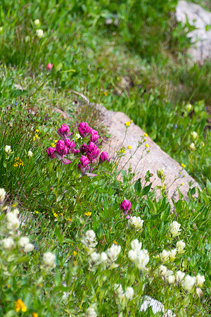 Wildflowers near Lake of Many Winds
