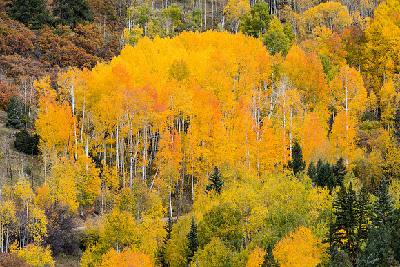 Along Last Dollar Road, near Telluride, CO