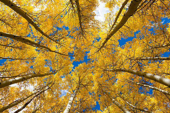 Aspen Boles near Silver Jack Reservoir