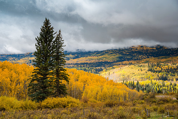 Along County Road 265, Gunnison National Forest