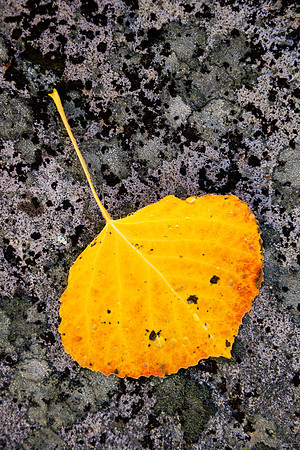 Fallen Aspen Leaves, Silver Jack Reservoir Area