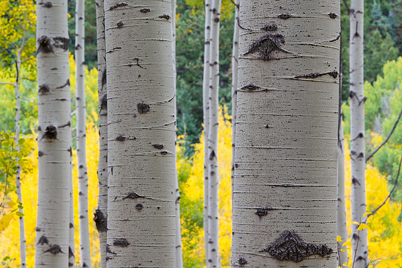 Aspens near McClure Pass