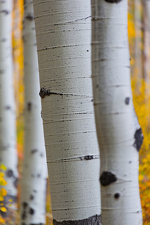 Aspens near McClure Pass