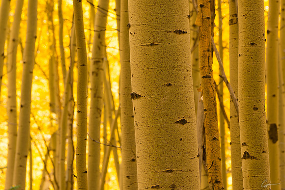 Aspen Boles near Silver Jack Reservoir