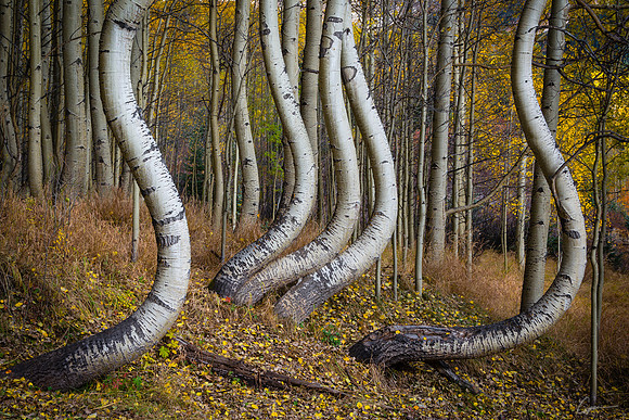 "Dancing" Aspen along Ophir Pass Road, Uncompahgre National Forest