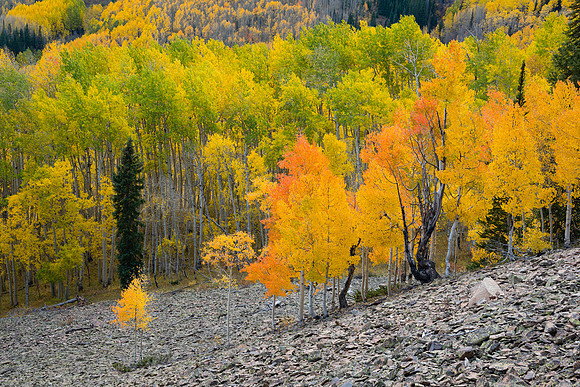 Along Ohio Pass Road, near Crested Butte, CO