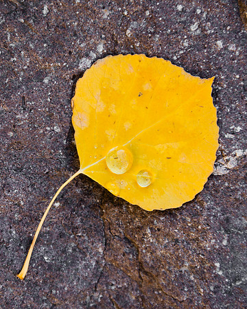 Fallen Aspen Leaves, Silver Jack Reservoir Area
