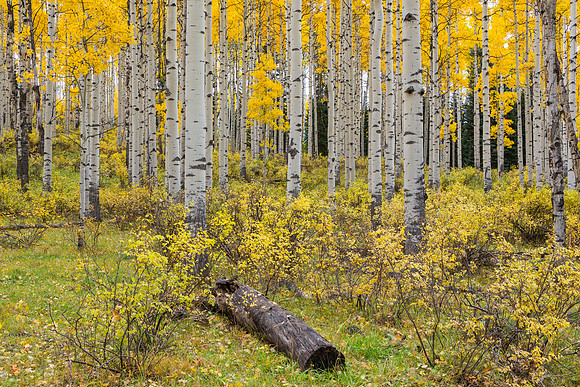 Along Stevens Gulch Road near Paonia, CO