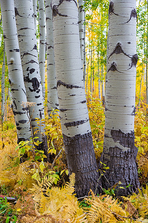 Aspens near McClure Pass
