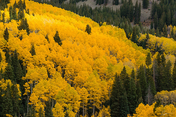 Along Last Dollar Road, near Telluride, CO