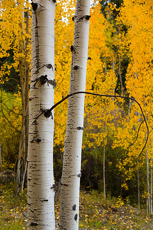 "Hugging" Aspen along Last Dollar Road near Telluride, CO