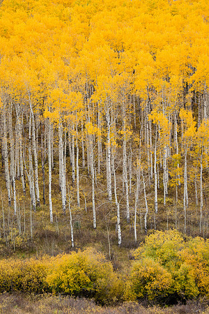 Along Stevens Gulch Road near Paonia, CO