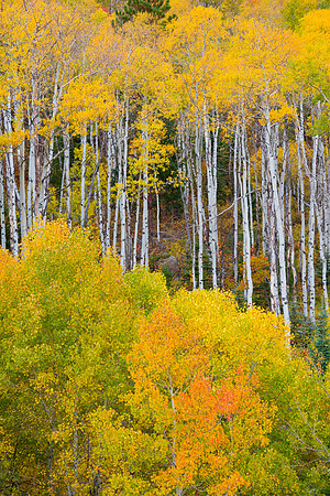 Aspens near McClure Pass