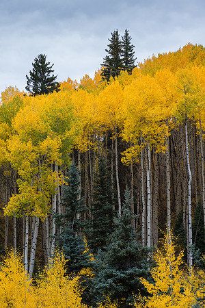 Along County Road 265, Gunnison National Forest