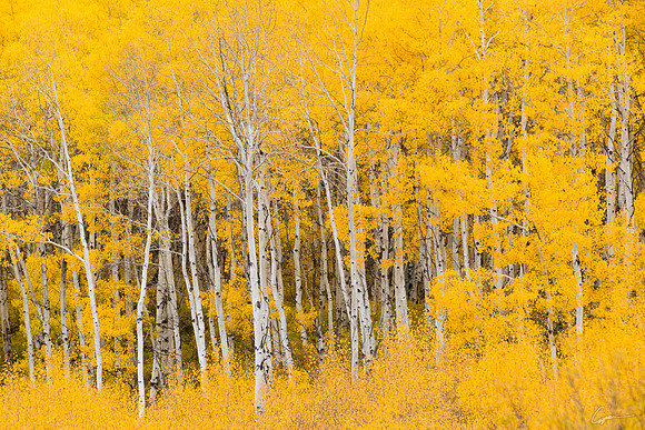 Along County Road 265, Gunnison National Forest