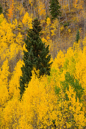 Aspens near McClure Pass