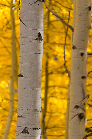 Aspen Boles along Kebler Pass Road