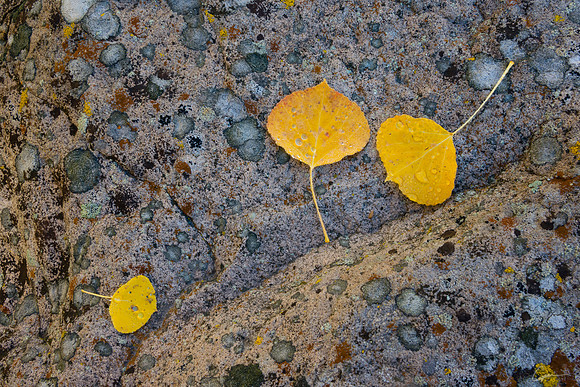 Fallen Aspen Leaves, Silver Jack Reservoir Area