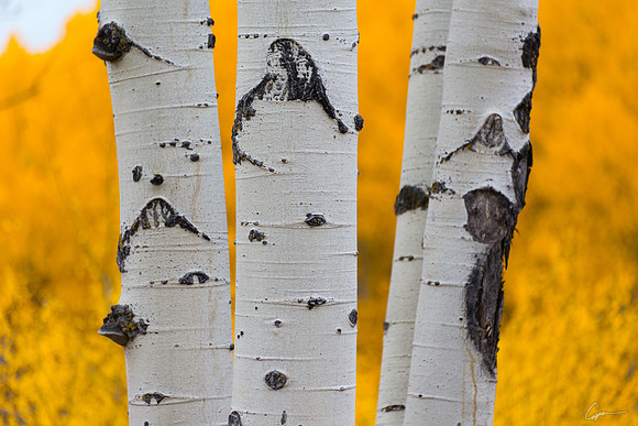 Along Stevens Gulch Road near Paonia, CO