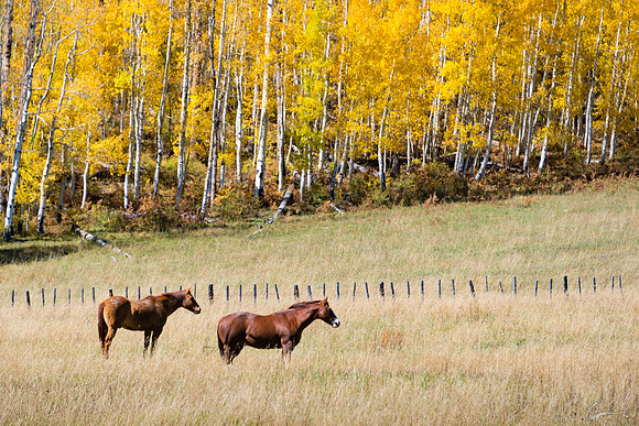 Along Highway 550 near Durango, CO