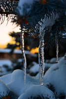 Blue Spruce #3
