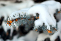 Blue Spruce #2